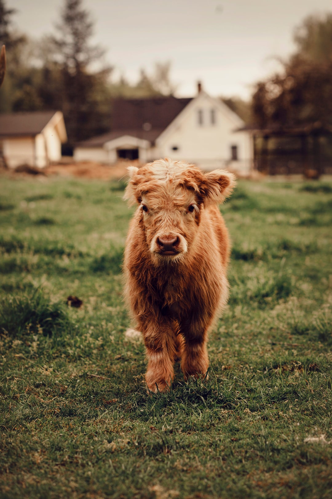 Baby Highland Cow - Etsy