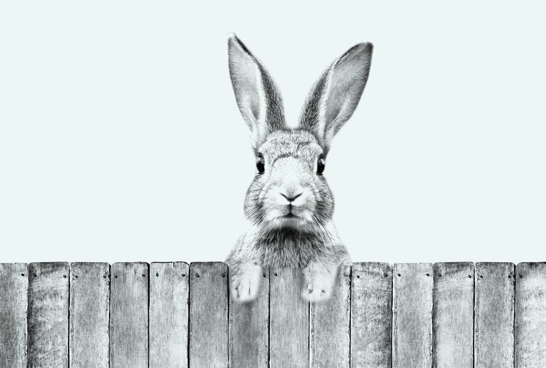 Adorable Little Rabbit Vinyl Wallpaper, Bunny Wall Mural, Simple and ...