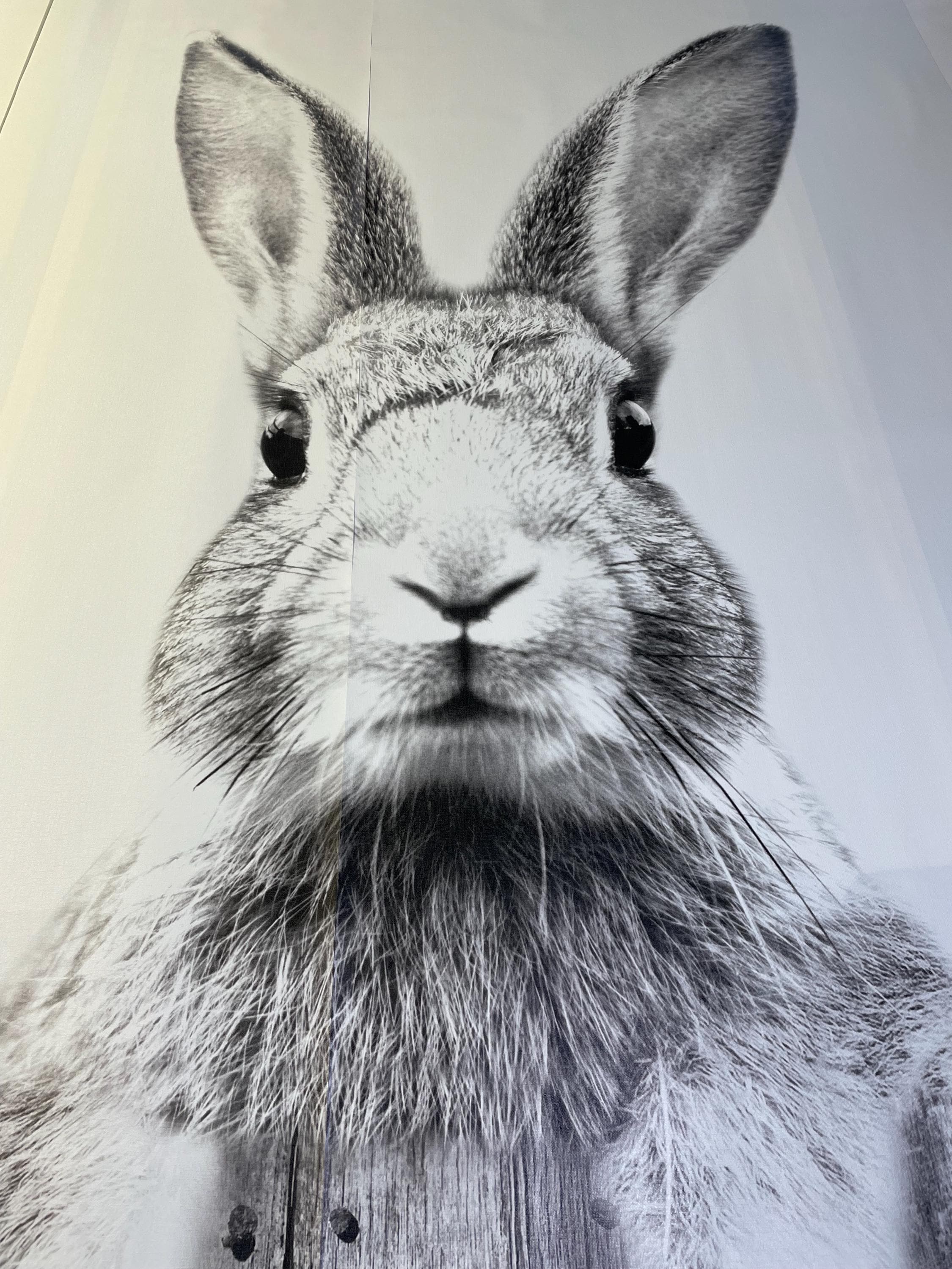 Adorable Little Rabbit Vinyl Wallpaper, Bunny Wall Mural, Simple and ...