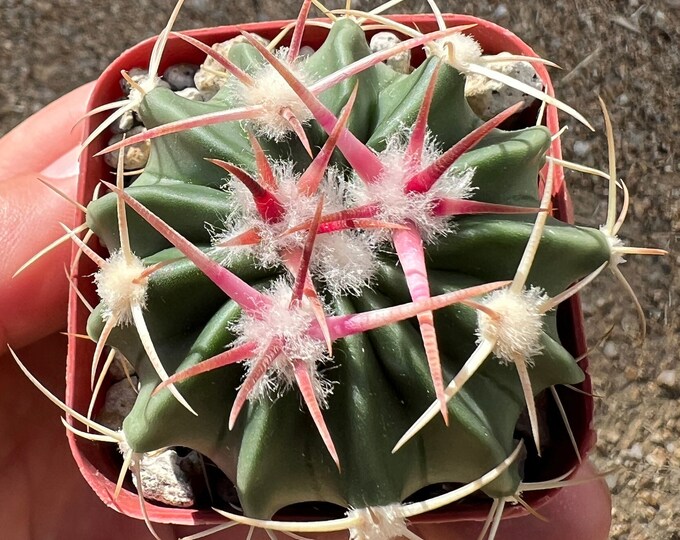 Echinocactus Texensis horse Crippler Cactus Etsy
