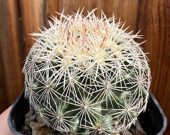 Escobaria vivipara var. deserti | Coryphantha chlorantha