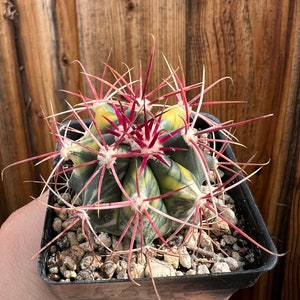 Ferocactus gracilis f. variegata | Fire Barrel Cactus