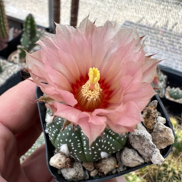 Astrophytum superkabuto seed-grown hybrid