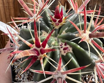 Devil's Tongue Barrel Cactus | Ferocactus latispinus | Crow's Claw Cactus