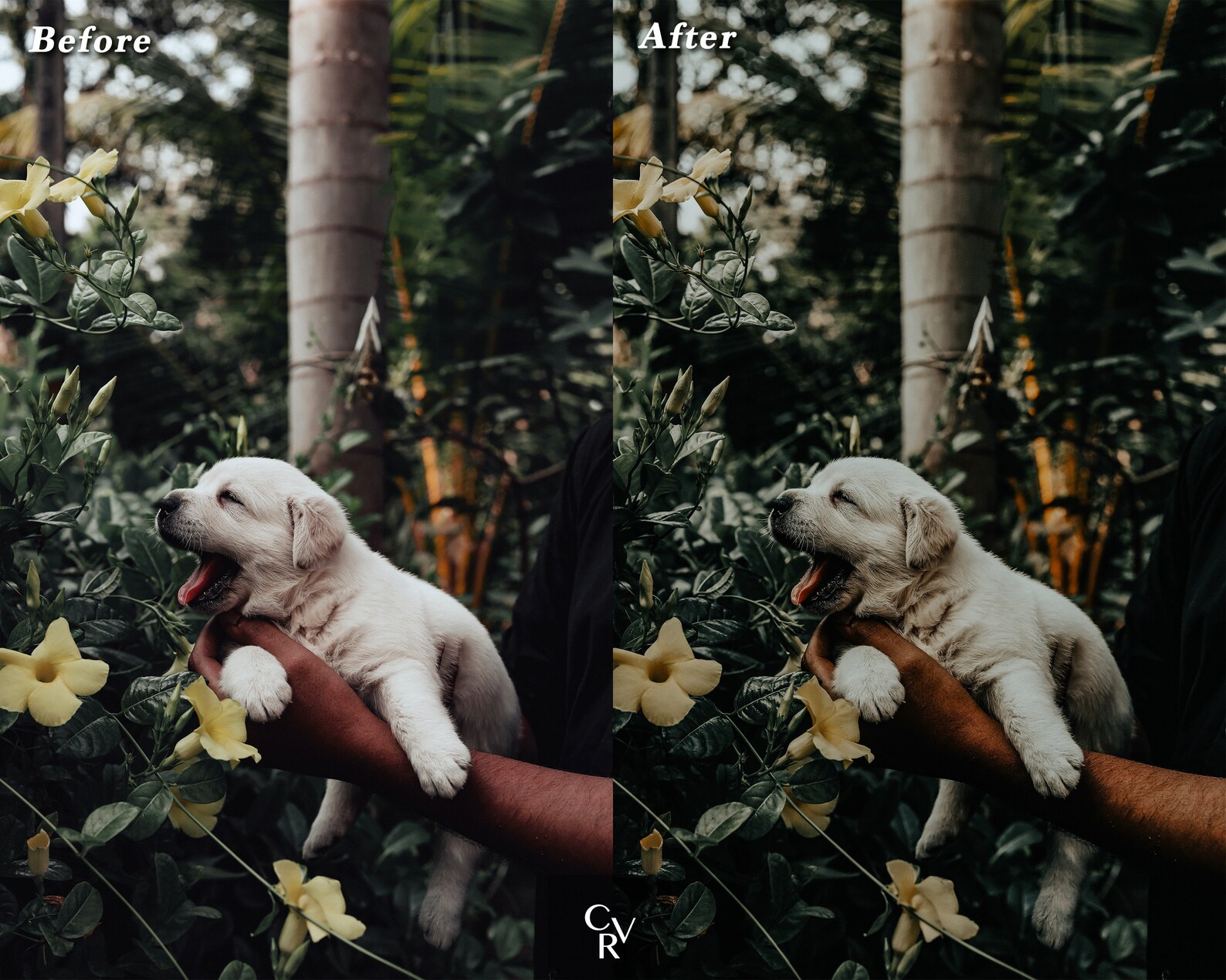 10 Pet Lovers Lightroom Presets. Desktop and Mobile. 10 - Etsy