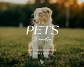 600+ PETS Bundle Presets - Mobile and Desktop - Lightroom Preset Bundle for Instagram - Best Deal - Rustic, Outdoor, Pet Filter