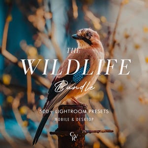 May include: A Eurasian jay perched on a rusty metal post with brown, black, and bright blue wing feathers. The text reads THE WILDLIFE Bundle 500+ LIGHTROOM PRESETS MOBILE & DESKTOP with a small CRV logo at the bottom centre of the image.