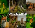 15 Wildlife Lightroom Presets. Desktop And Mobile. Animal, Jungle, Bird, Earthy, Forest, Travel Blogger Filter for Outdoor Photography product logo