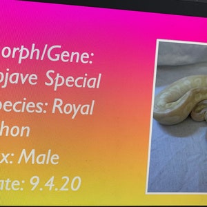 May include: A close-up of a light beige royal python snake with a Mojave Special morph. The snake is curled up on a white surface. The image also includes text that reads "Morph/Gene: Mojave Special", "Species: Royal Python", "Sex: Male", and "Date: 9.4.20".