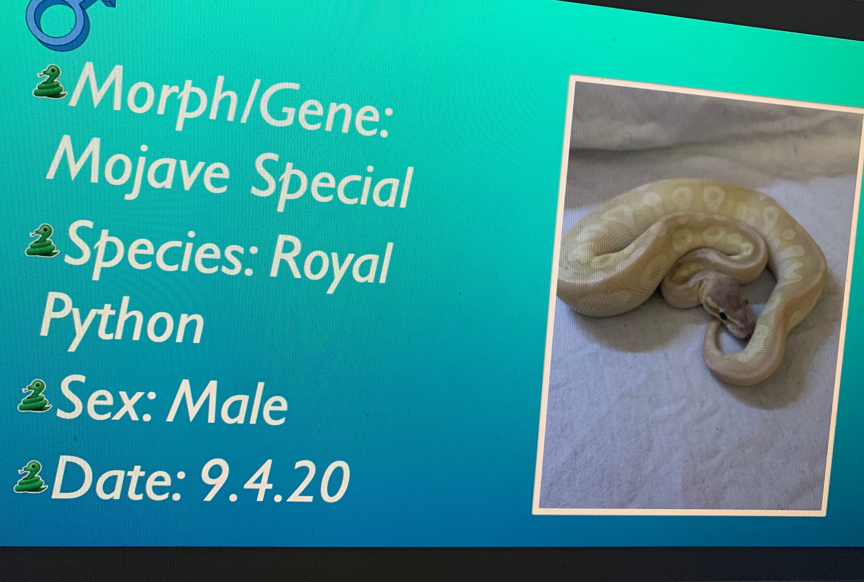 Custom Reptile Tags Etsy