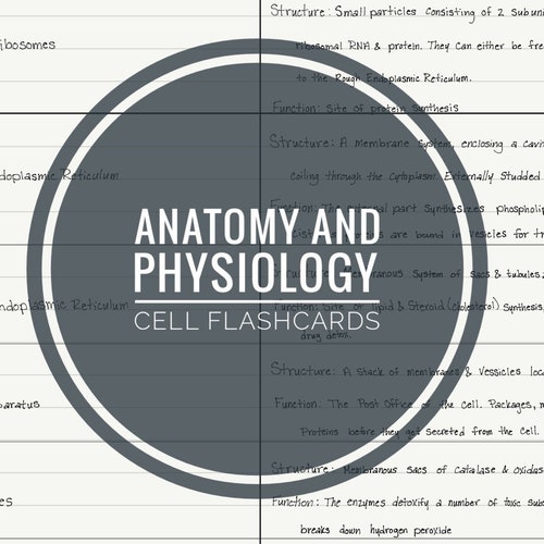 Anatomy Physiology Pdf Flash Cards Cells Etsy Anatomy Physiology Pdf Flash Cards Cells Etsy