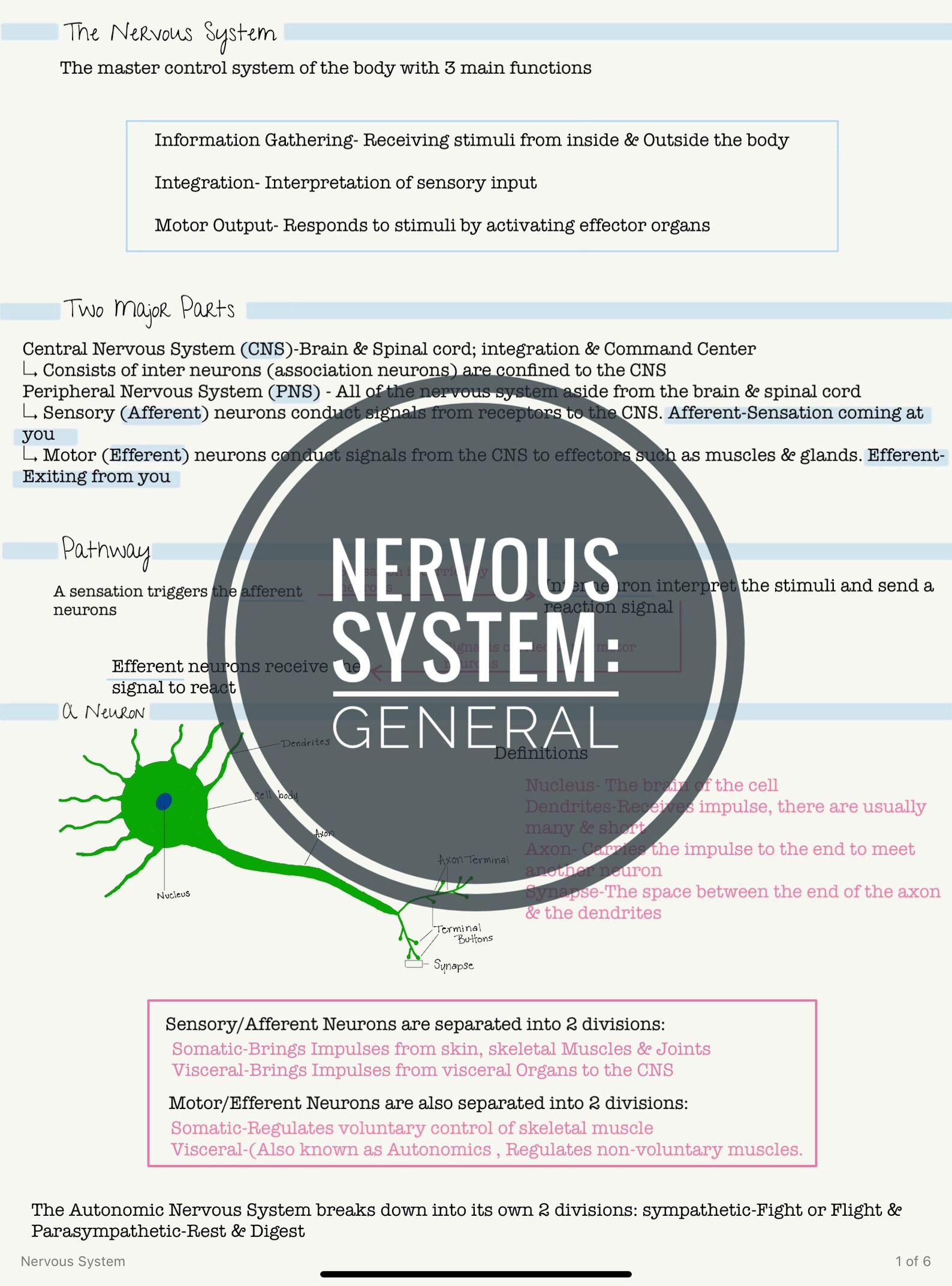 Anatomy & Physiology; Nervous System Printable PDF Notes - Etsy