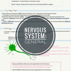 May include: A diagram illustrating the nervous system, with a green neuron in the centre. The diagram shows the pathway of a sensation, from the afferent neurons to the efferent neurons. The diagram also includes definitions of the parts of a neuron, such as the nucleus, dendrites, and axon.