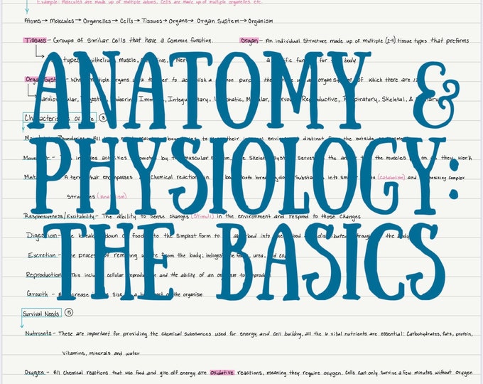 Anatomy &amp; Physiology PDF Notes the Basics Printable - Etsy