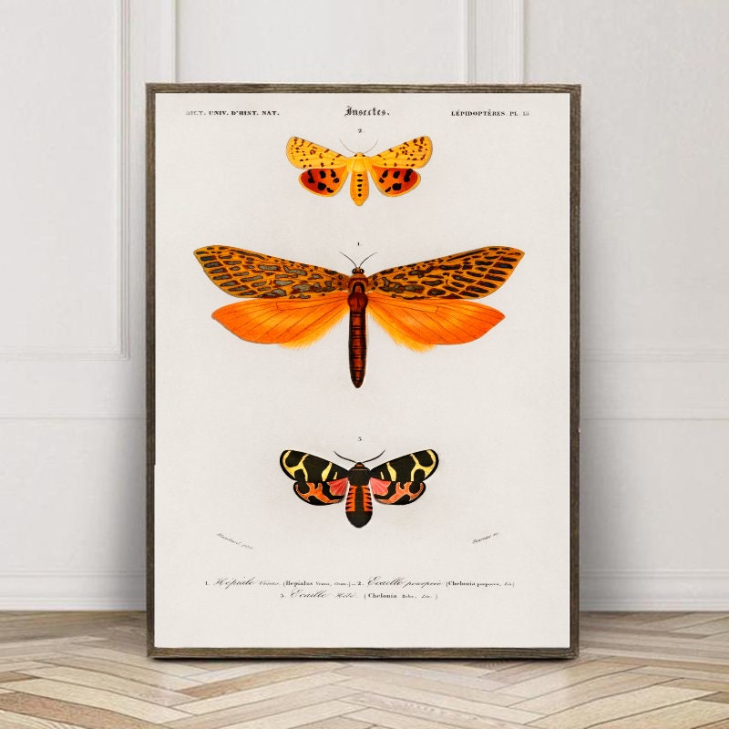 Moths Antique Vintage Wall Art Print Colonial Insect Gift - Etsy.de