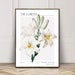 Antique Lily Print, Vintage Floral Poster, Pierre Joseph Redoute, Branch Botanical Sketch, Flower Painting, Oka illustration