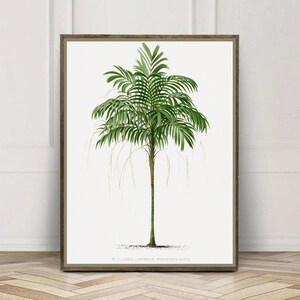 Palm Tree Antique Vintage Botanical Illustration Colonial Farmhouse Wall Art Print Kitchen Gift