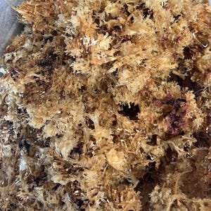 Biologisch Iers zeemos (Chondrus Crispus) – in het wild gemaakt en in de zon gedroogd