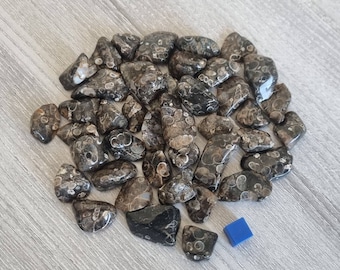 Turritella Jasper Tumbled Stones / Natural Turritella Agate / Tumblestone Turritelia Japer Agate / 3 X Turritelia Agate
