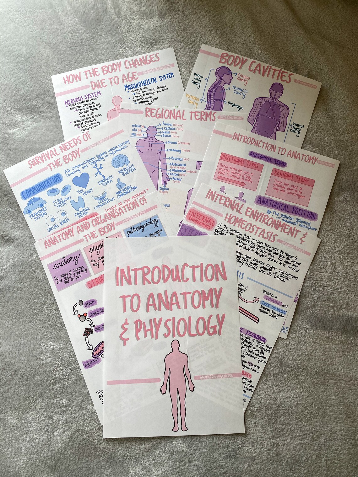 Introduction to Anatomy and Physiology Notes DIGITAL Etsy
