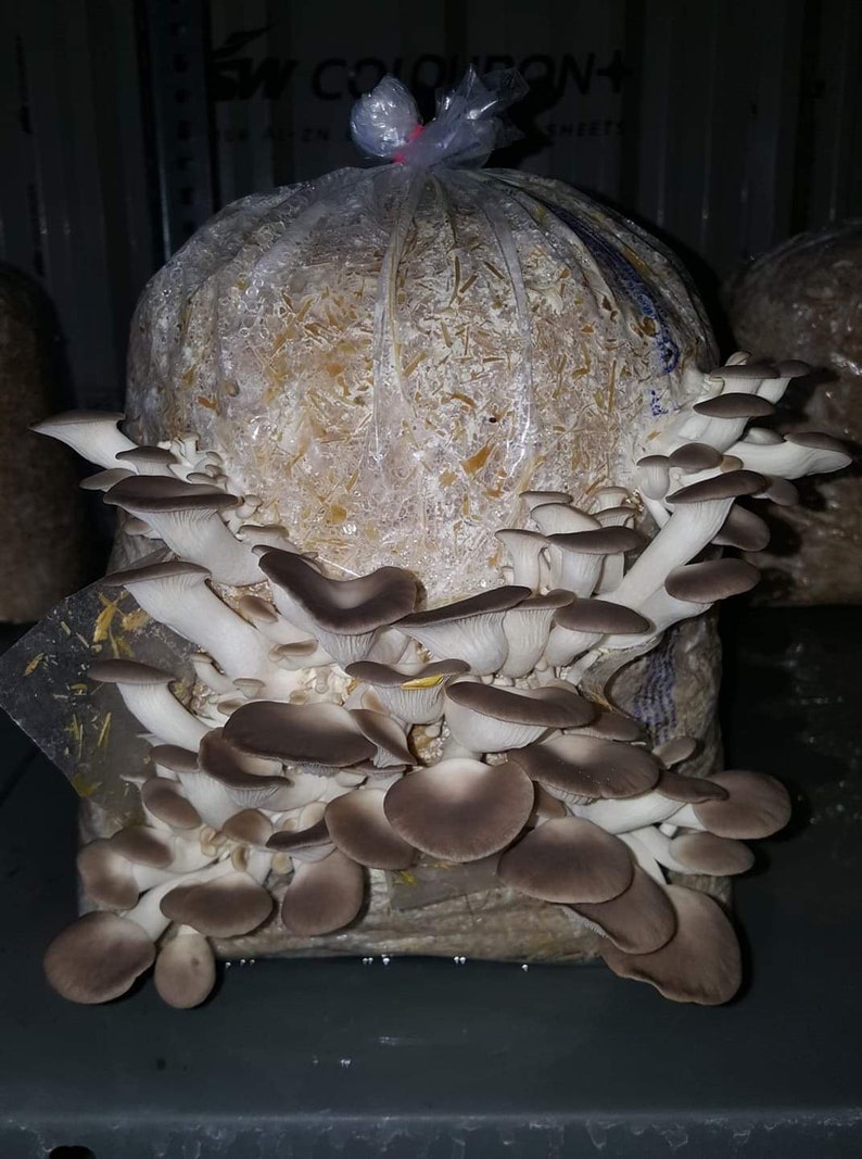 Mushroom Growing Kit Oyster Mushroom OR King Oyster Etsy