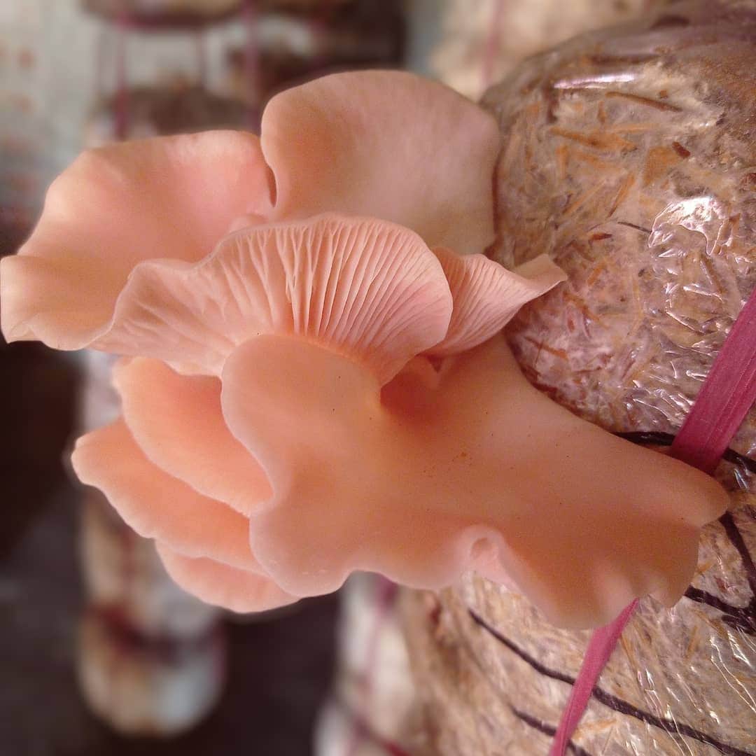 Mushroom Growing Kit Oyster Mushroom OR King Oyster Etsy