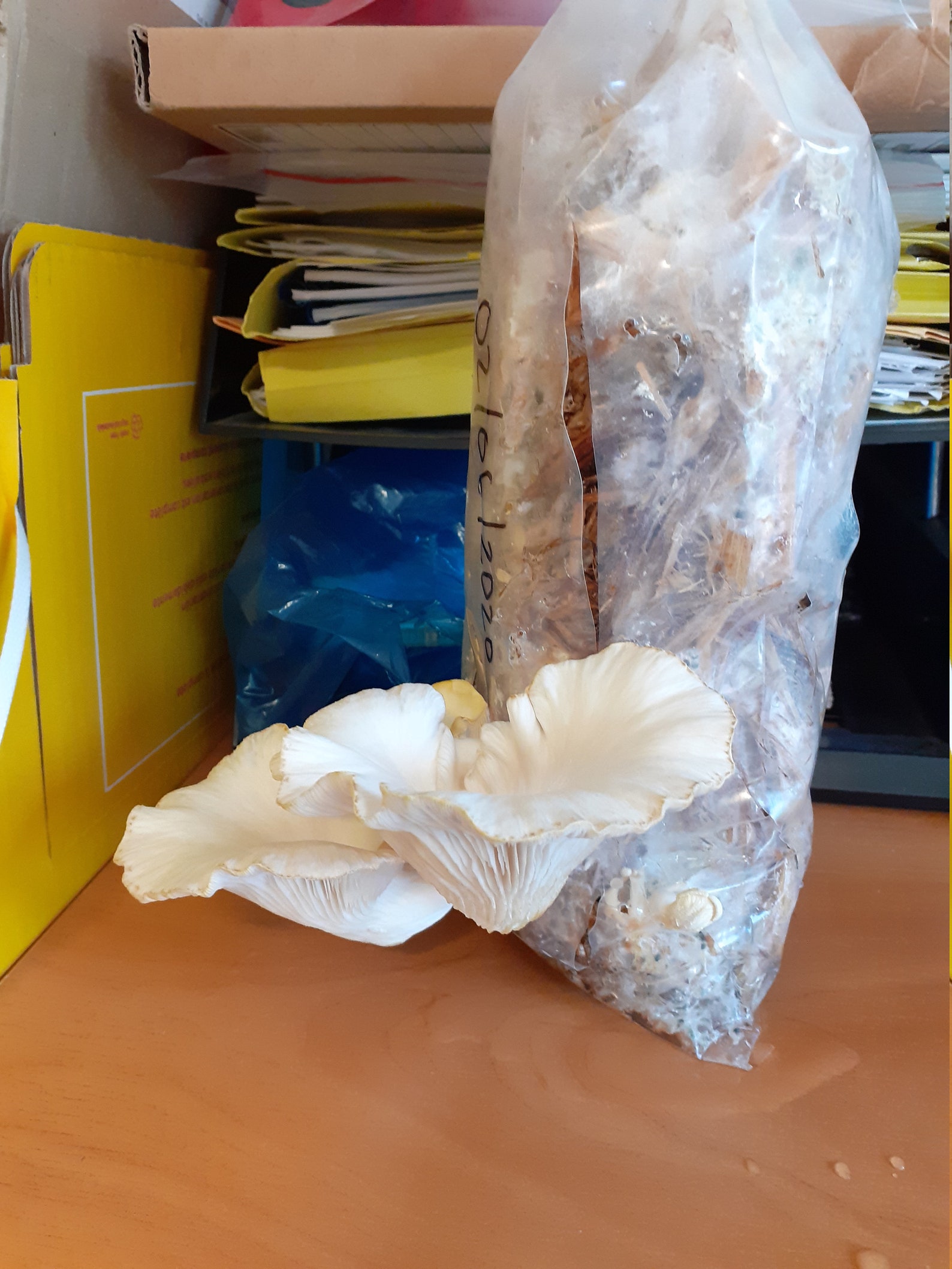 Mushroom Growing Kit Oyster Mushroom OR King Oyster Etsy