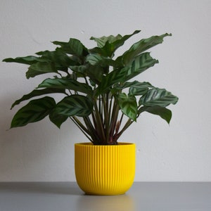 3D Printed PLA Plant Pot "Crinkle" - Printed with non-toxic bioplastic PLA , in multiple sizes and colours, perfect for gifting