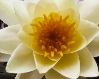 Lotus Flower Essence