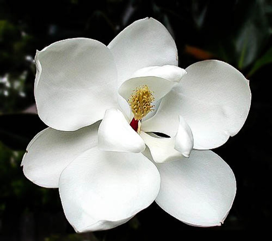 White Magnolia Flower Essence Etsy