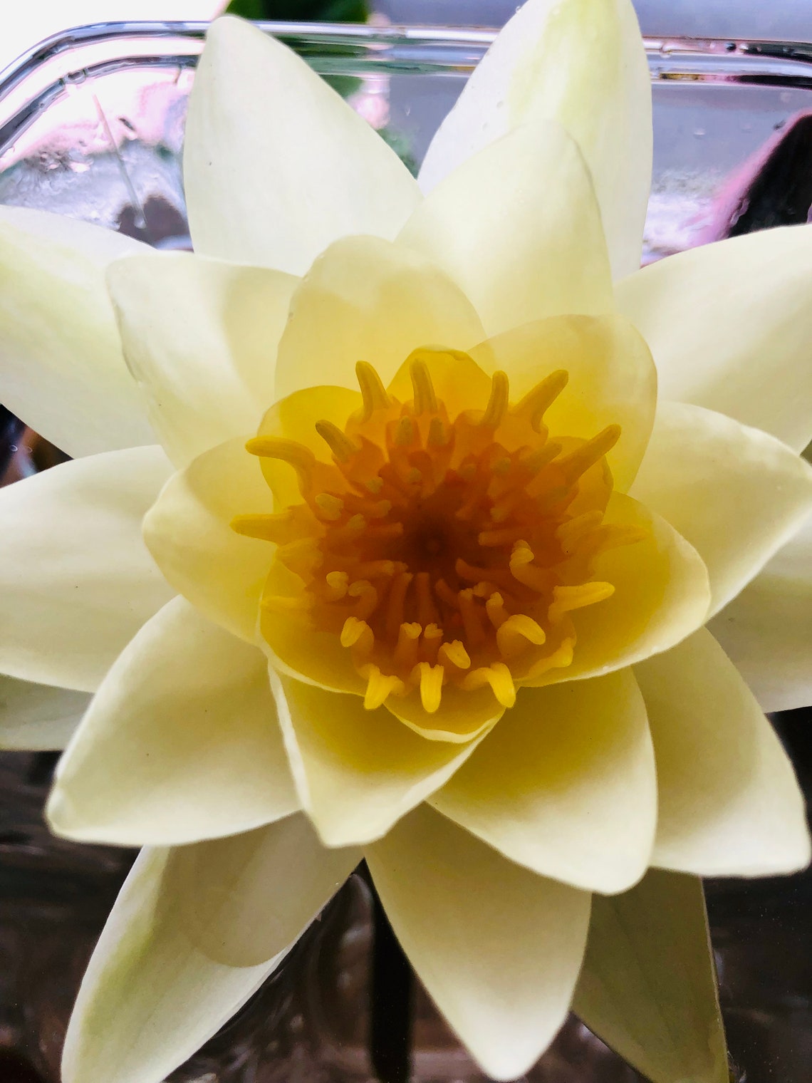 Lotus Flower Essence Etsy