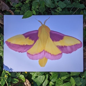 ROSY MAPLE MOTH Original art print