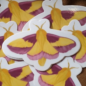 ORIGINAL ART STICKER Rosy Ahorn Motten Aquarell Cottagecore Vinyl wasserfest Sammlerstücke Naturliebhaber