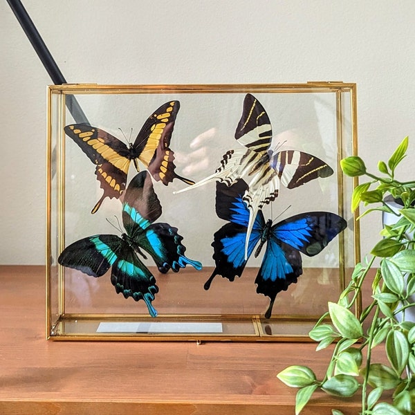 Colorful swallowtail butterflies in brass and glass box. Real preserved butterflies in box. Oddities and curiosities decor