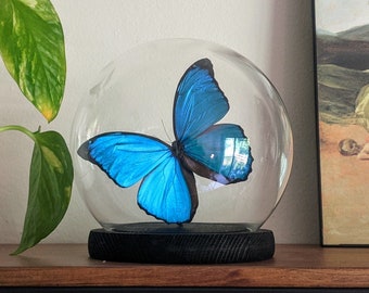 Real preserved blue morpho butterfly in glass dome