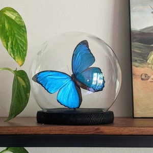 Real preserved blue morpho butterfly in glass dome