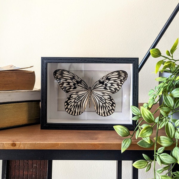 Paper kite butterfly in shadow box frame 5x7"