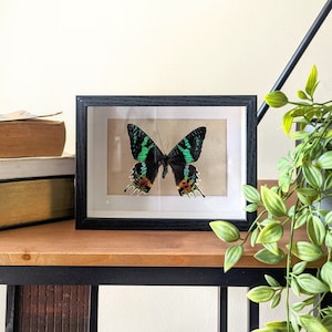 Madagascan sunset moth in shadow box frame