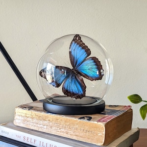 Peleides blue morpho preserved in glass dome. Iridescent blue morpho butterfly