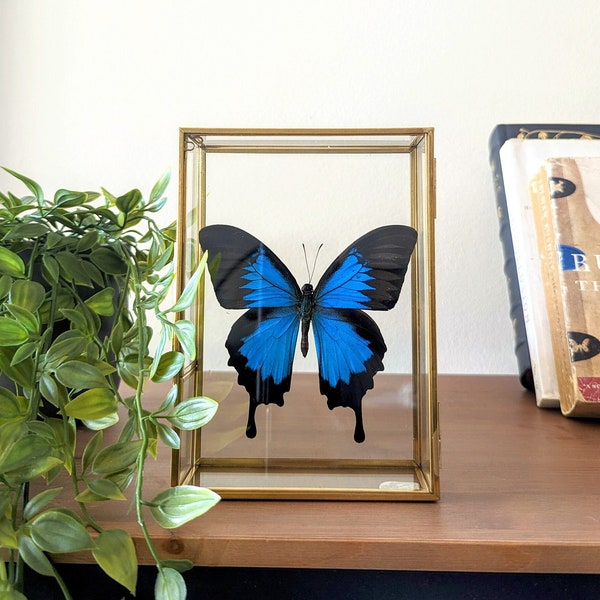 Butterfly in glass box - preserved butterfly decoration