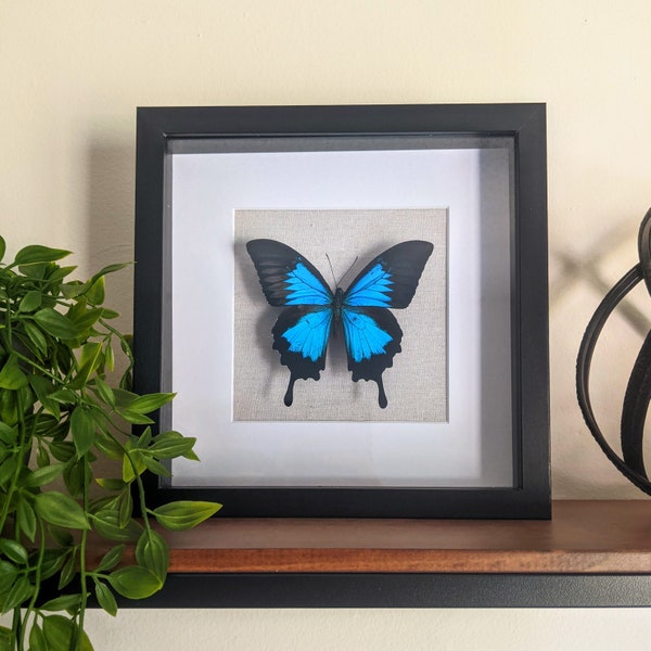 Real preserved blue swallowtail butterfly in shadow box frame