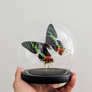 Sunset moth in glass dome - real preserved madagascan sunset moth