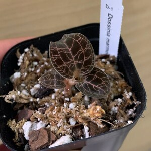 Dossinia Marmorata Var. Dayii - Jewel Orchid