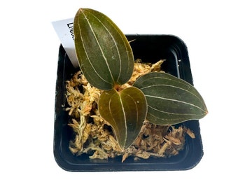 Ludochilus Sea Turtles - Jewel Orchid