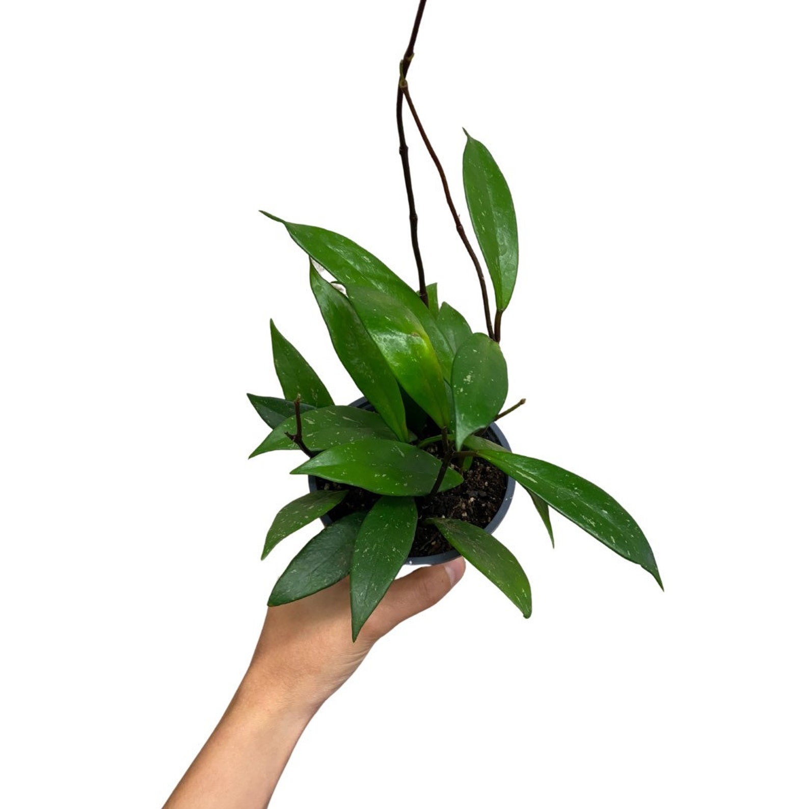 Hoya Publicalyx Splash Wax Plant Houseplant Easy Care Etsy