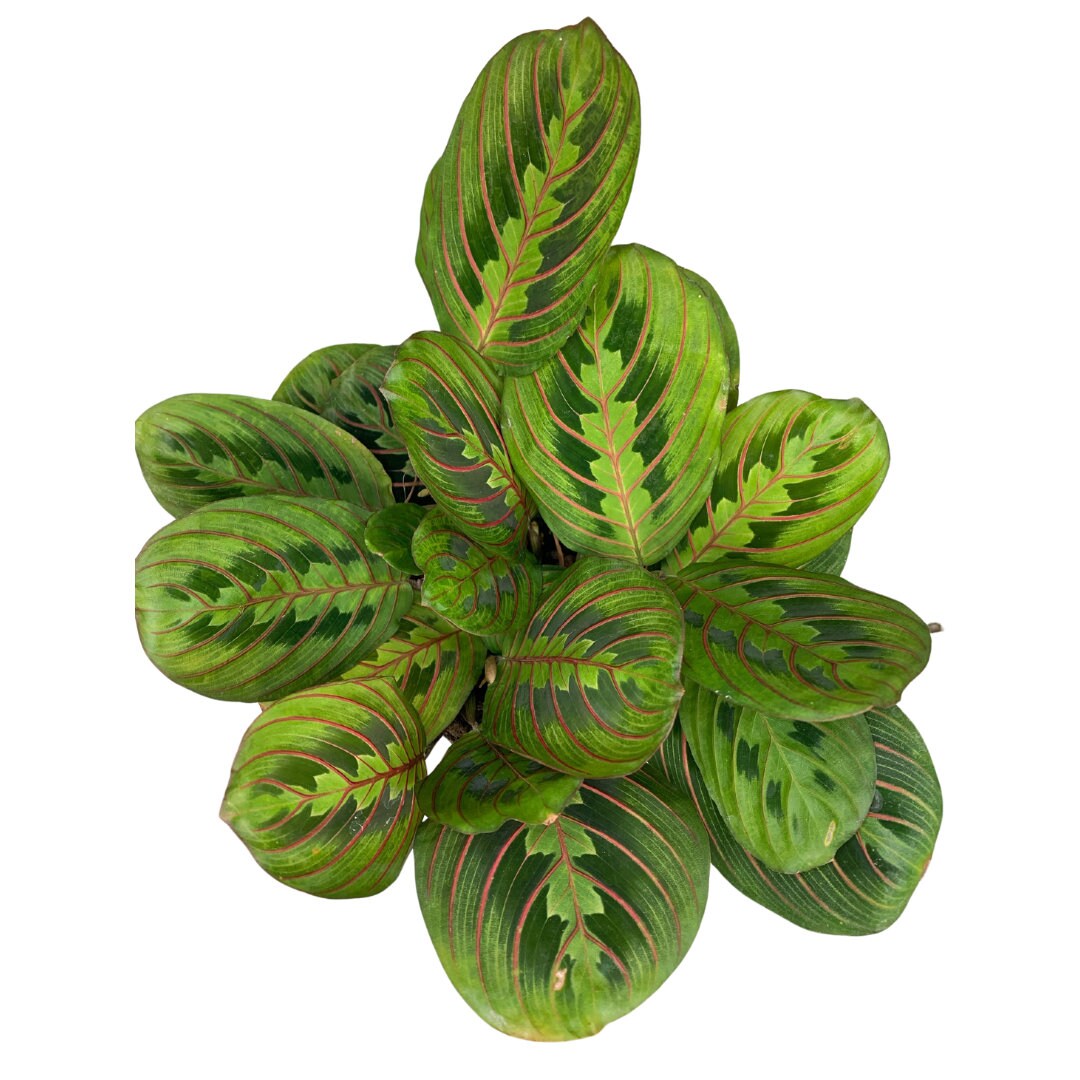4 Maranta Red Prayer Plant Maranta Leuconeura - Etsy