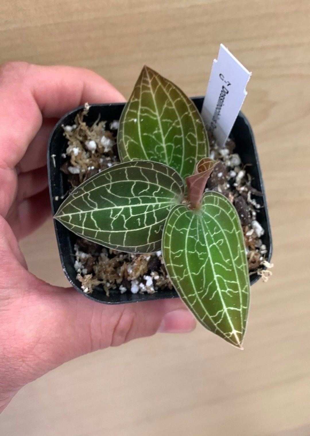 Dossinochilus Dreamcatcher Jewel Orchid - Etsy