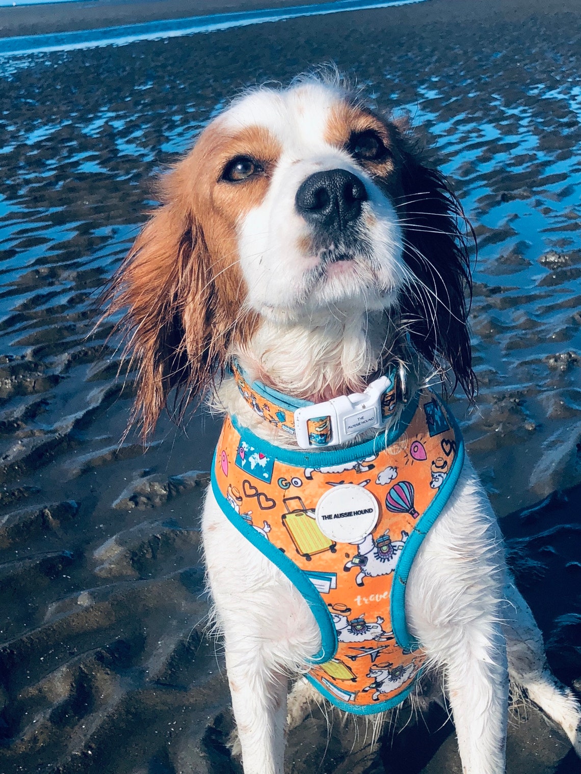 The Wanderlust Feat. Magically Leafy Reversible Dog Harness Etsy Ireland