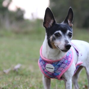May include: A small dog with a black and white coat and large ears is wearing a pink and purple harness with a scale pattern. The dog is standing in a grassy field.