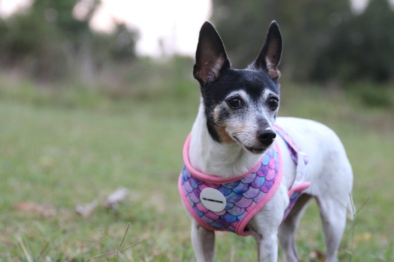 May include: A small dog with a black and white coat and large ears is wearing a pink and purple harness with a scale pattern. The dog is standing in a grassy field.